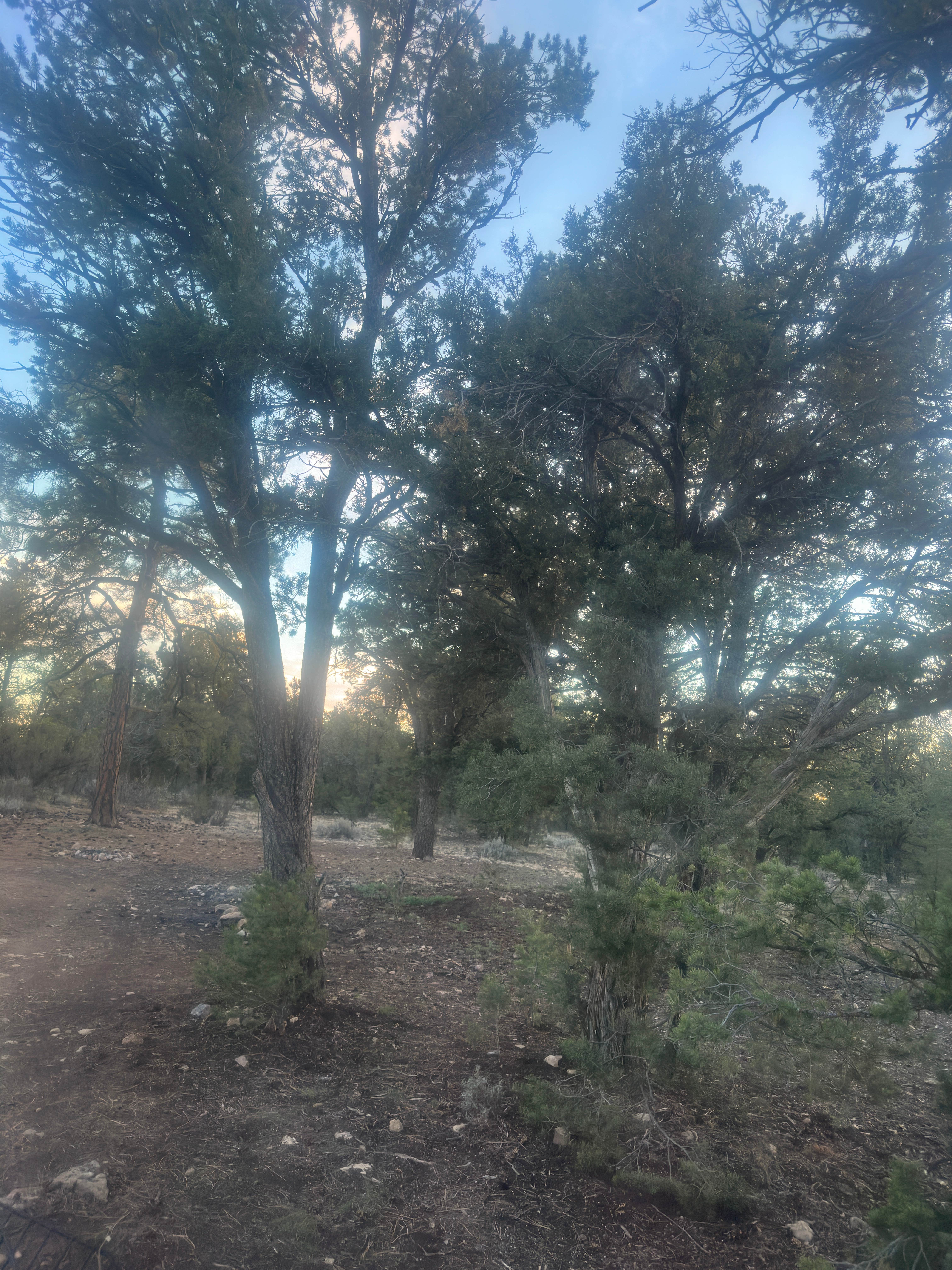 Camper-submitted photo at FS328 Dispersed Campsites near Grand Canyon, AZ