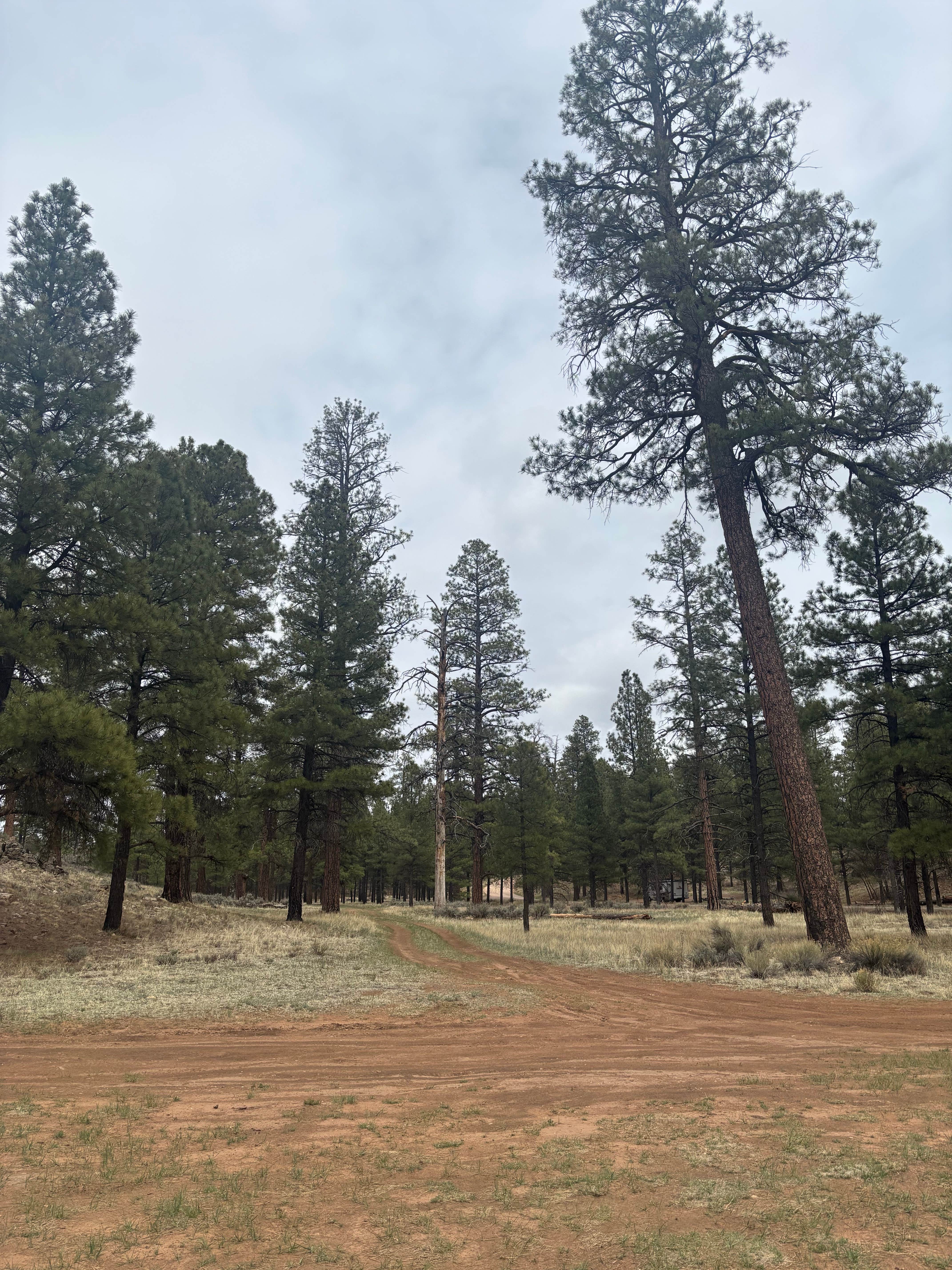 Camper submitted image from FS328 Dispersed Campsites - 1