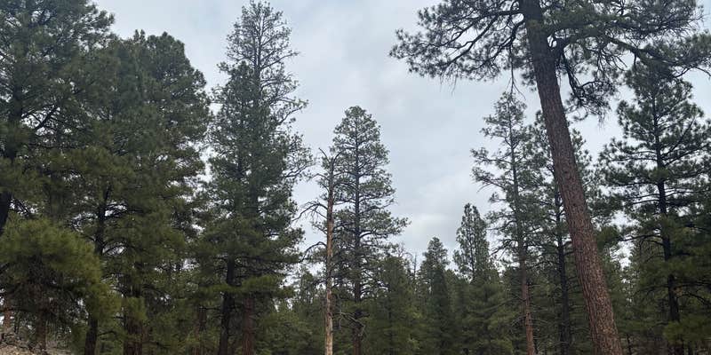 Camper submitted image from FS328 Dispersed Campsites