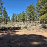 Review photo of FS328 Dispersed Campsites by Lynn , July 8, 2026