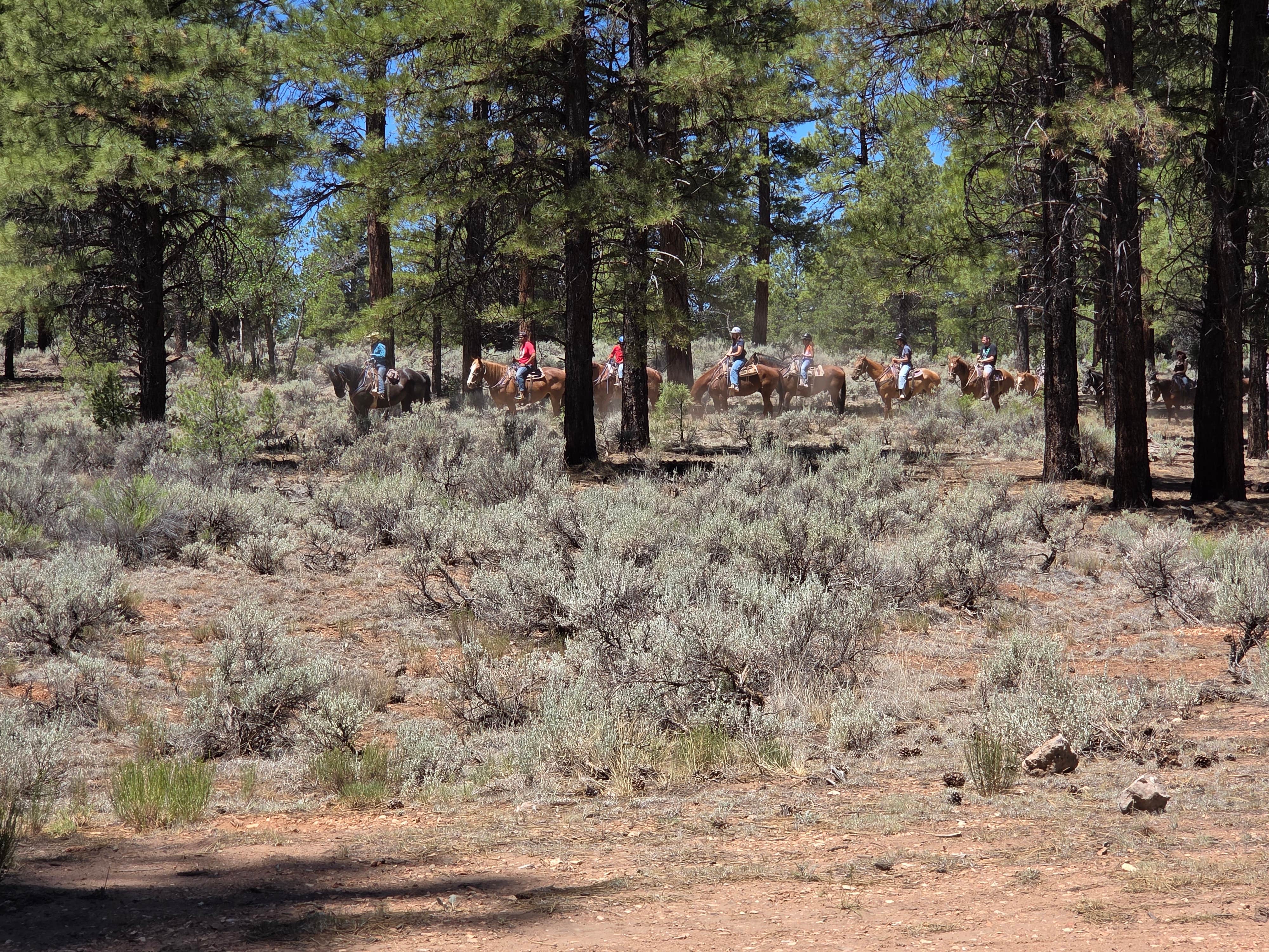 Camping near Mather Campground — Grand Canyon National Park: FS328 Dispersed Campsites, Grand Canyon, Arizona