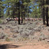 Review photo of FS328 Dispersed Campsites by Lynn , July 8, 2026