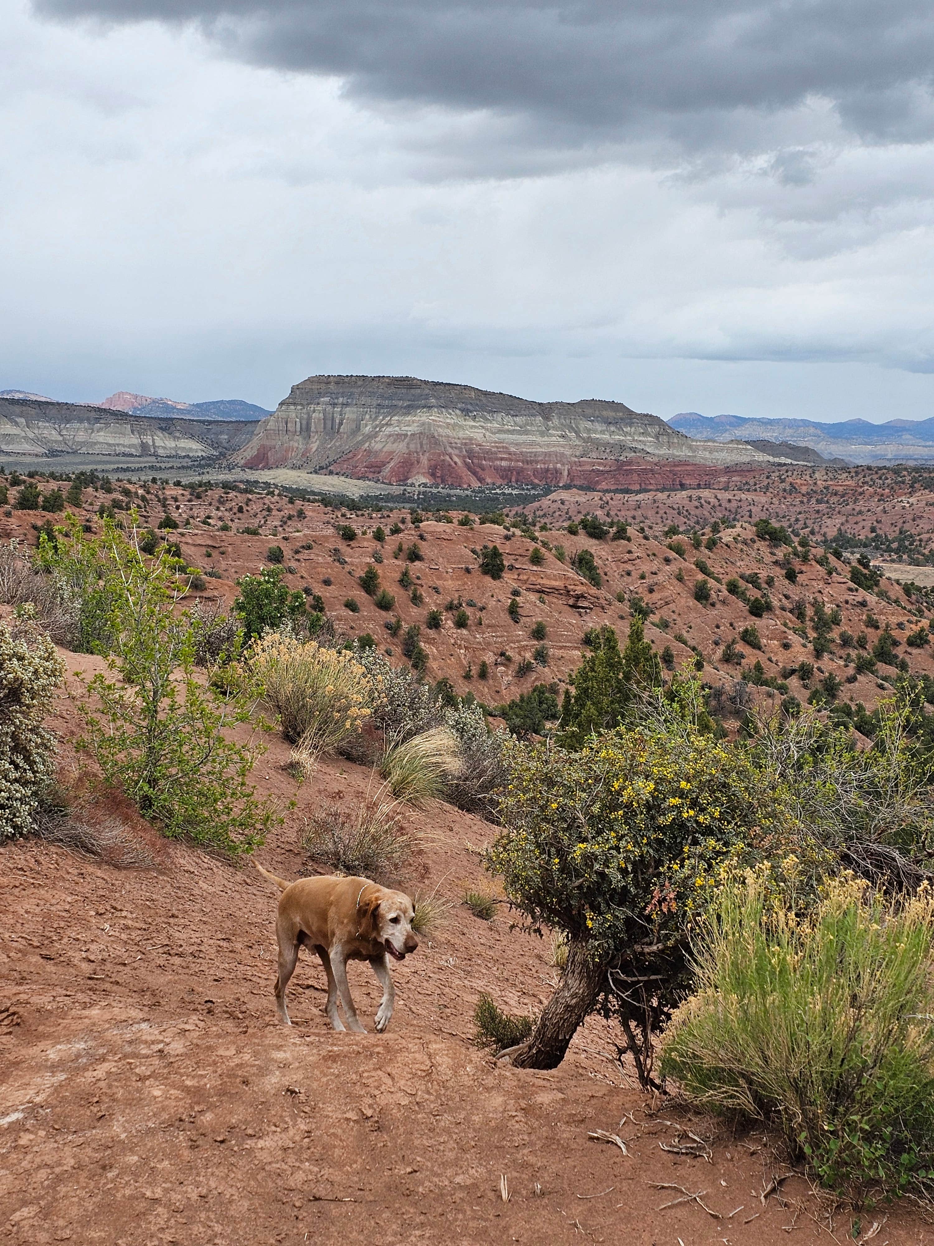 Barbara L.'s photo of camping with pets at FS500 - Dispersed near Bryce Canyon National Park