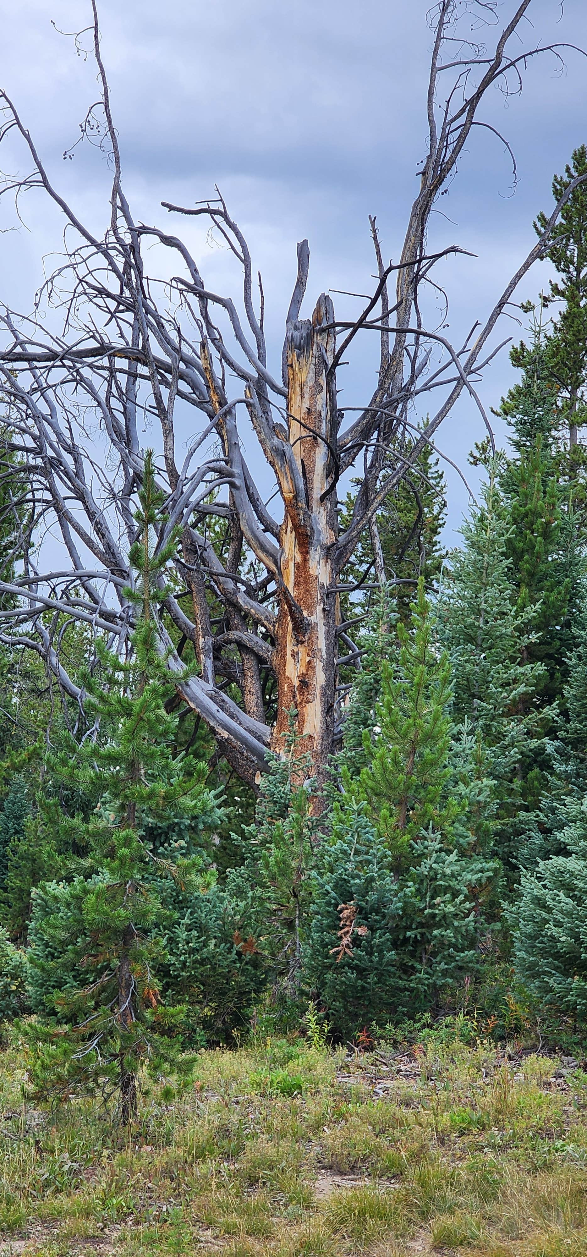 Camper-submitted photo at FSR-296 - Dispersed Campsite near Oak Creek, CO