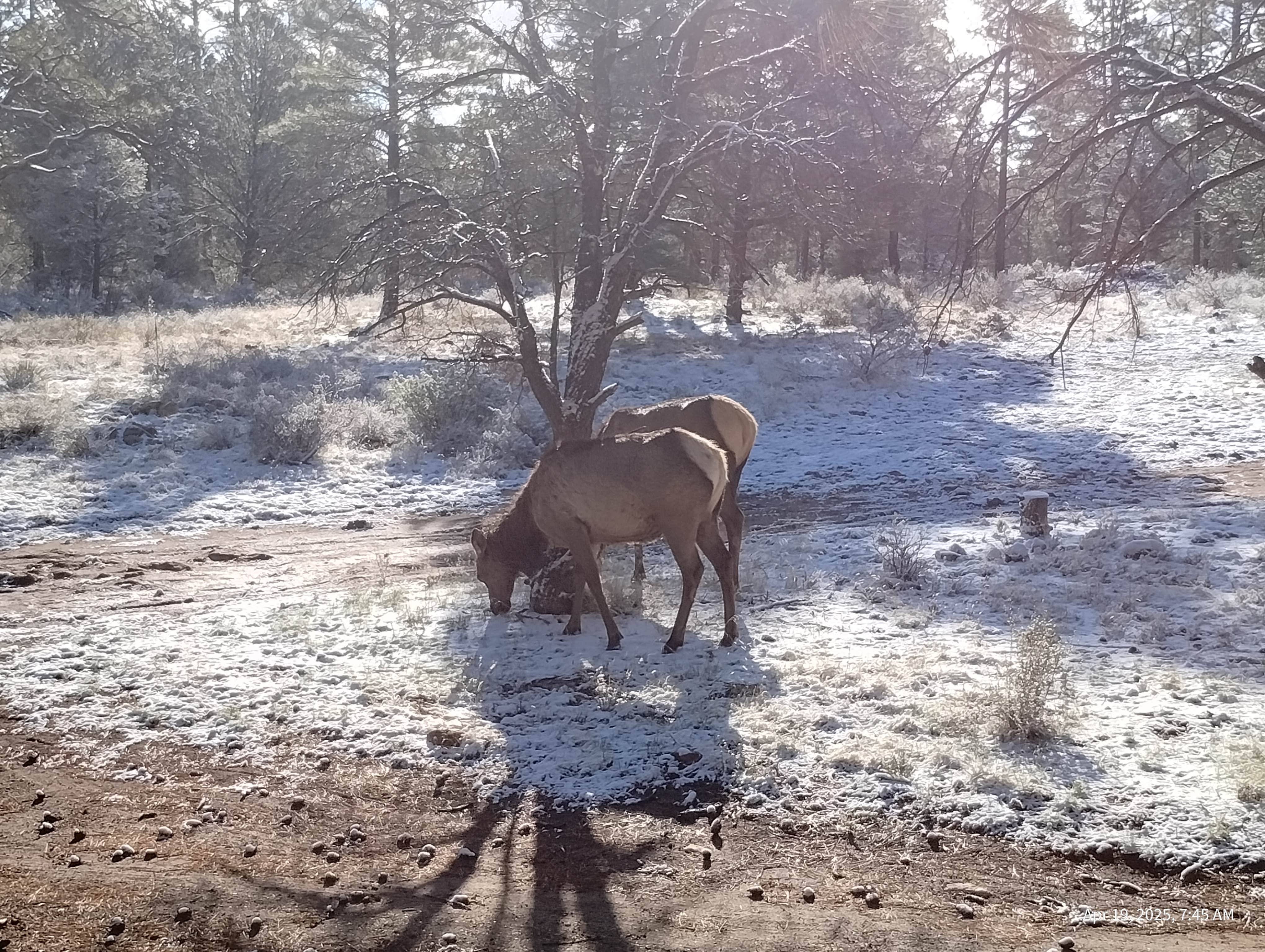Camping near FR 306 Dispersed Camping: FSR 303 Dispersed Outside Grand Canyon Airport, Grand Canyon, Arizona