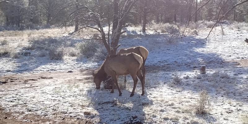 Camper submitted image from FSR 303 Dispersed Outside Grand Canyon Airport