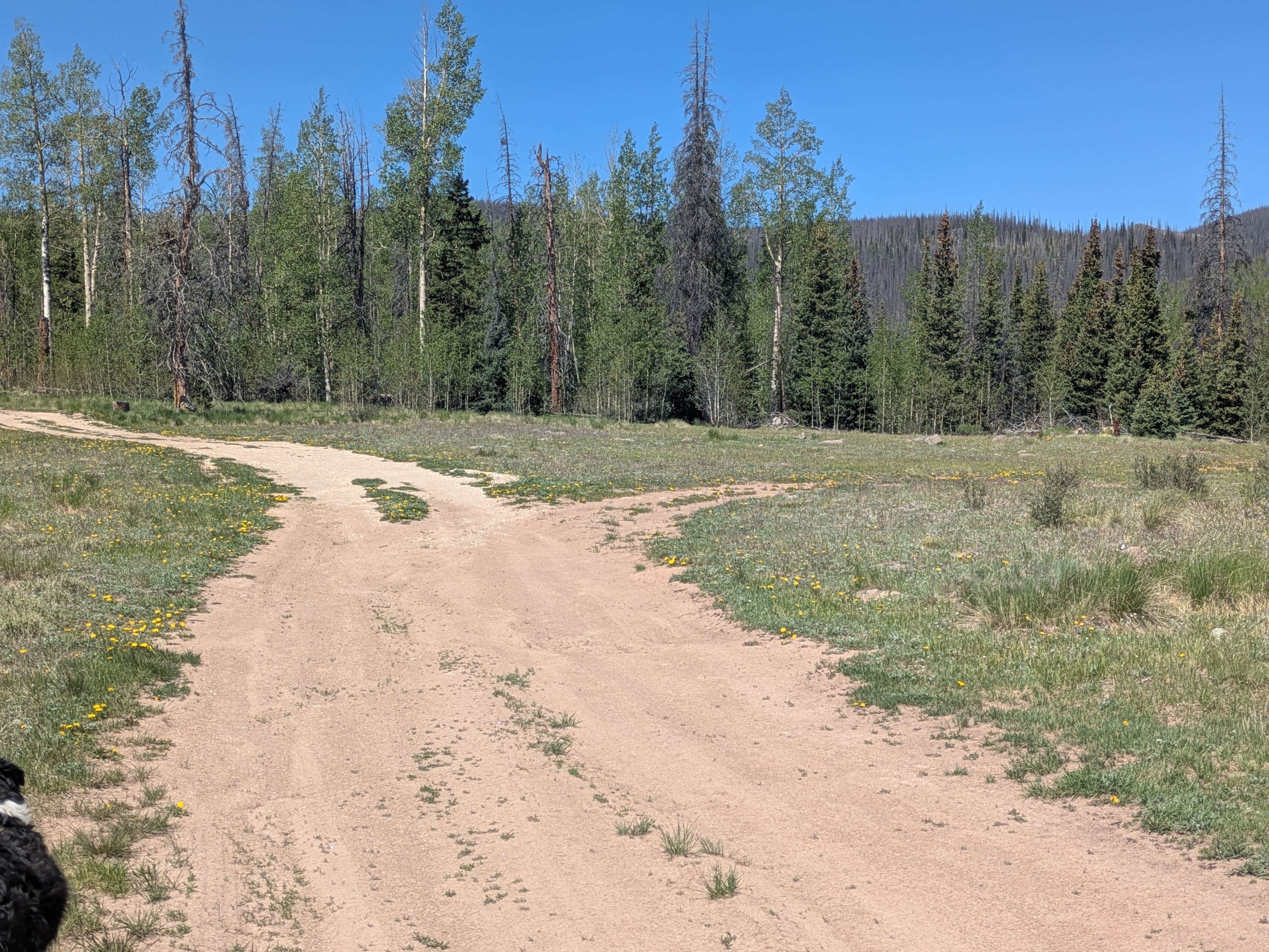 Camper submitted image from FSR #689 Dispersed - 1