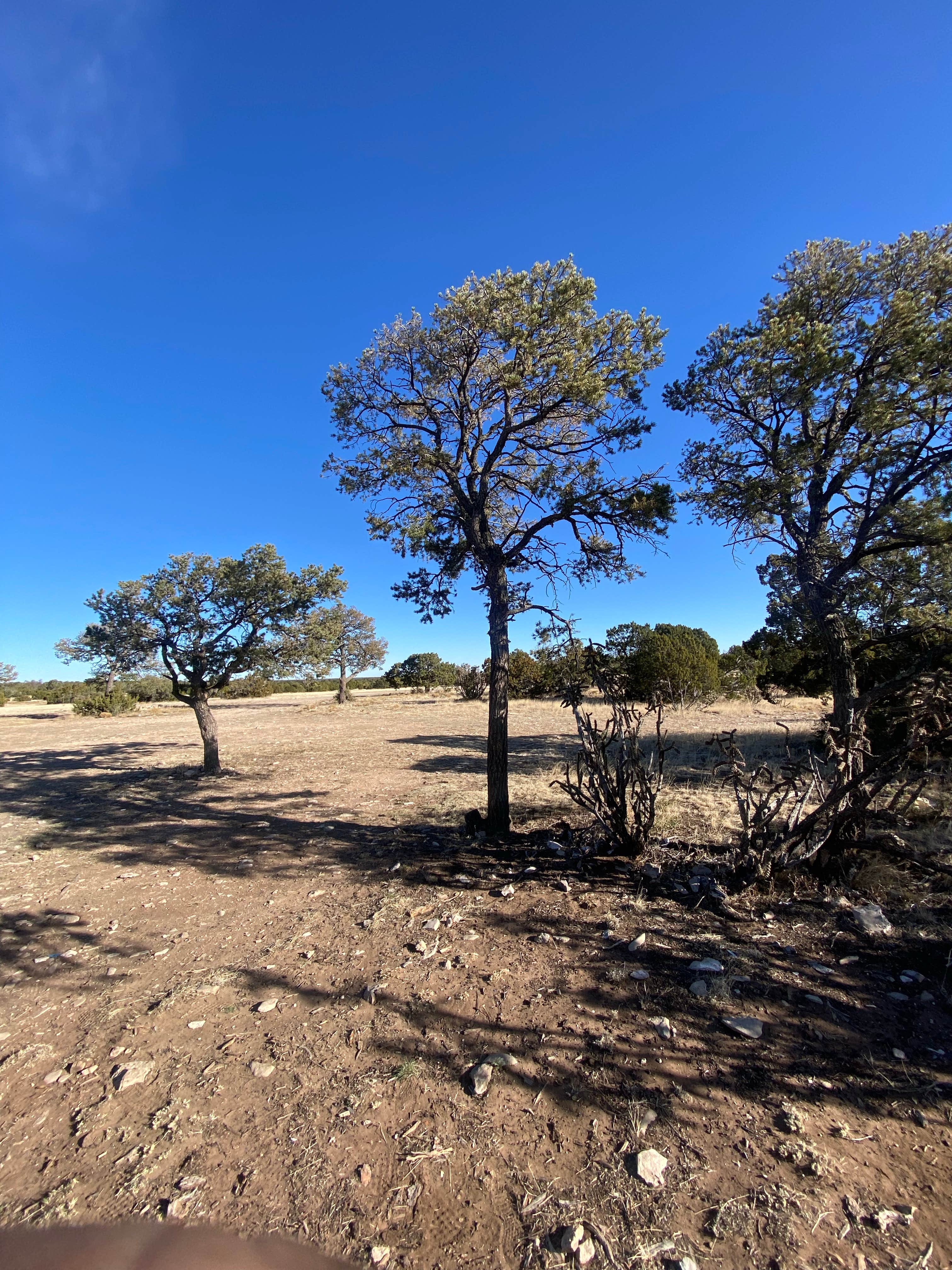 Camper-submitted photo at Gallinas Site near Luna, NM