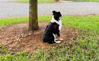 L&A C.'s photo of camping with pets at CWGS Campground of Oxford near Rainbow City, AL