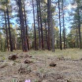 Review photo of Garland Prairie Rd Dispersed Camping by Icy B., May 2, 2026