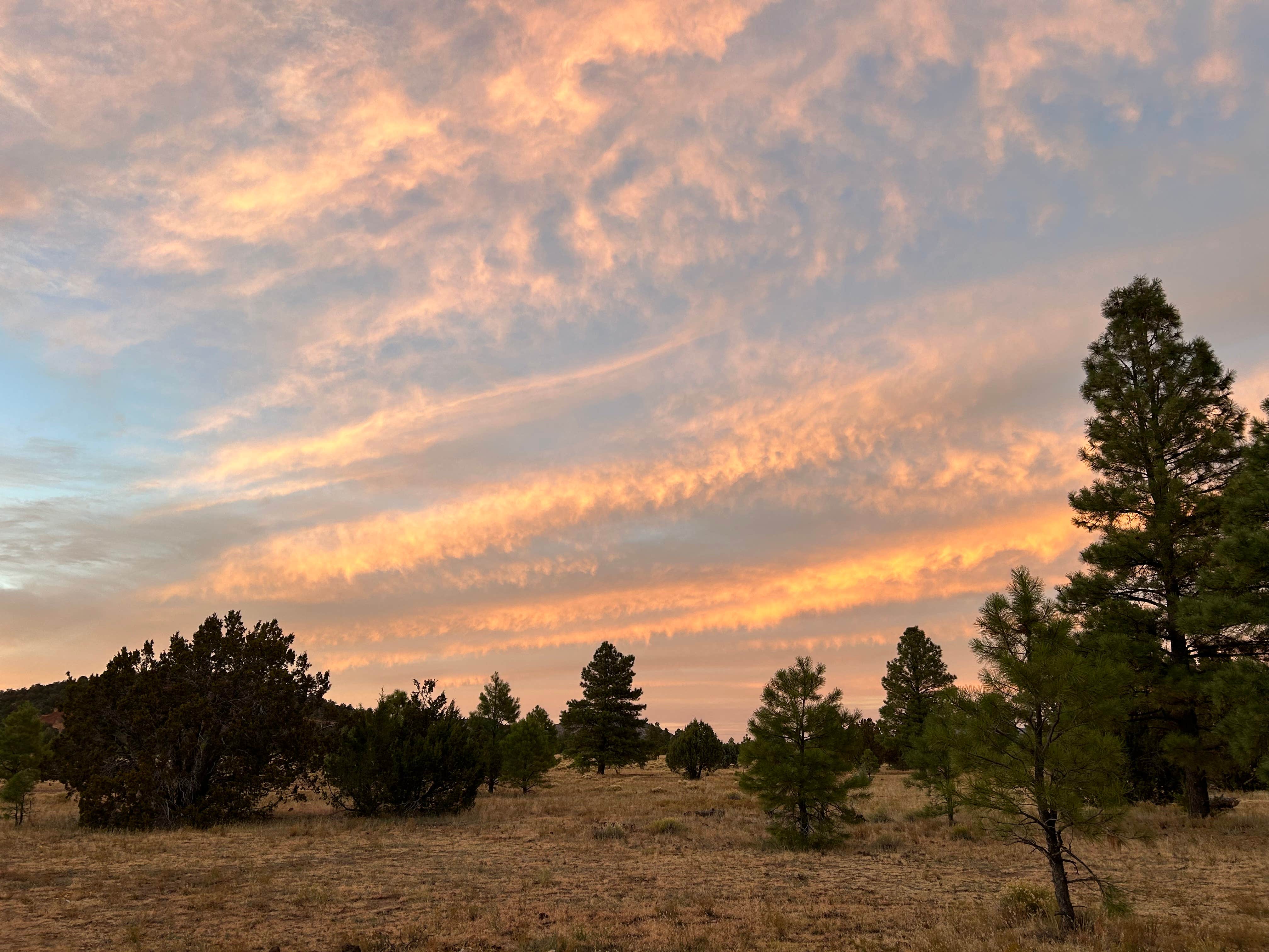 David P.'s photo of a dispersed camping area at Garland Prairie Rd Dispersed Camping near Seligman, AZ