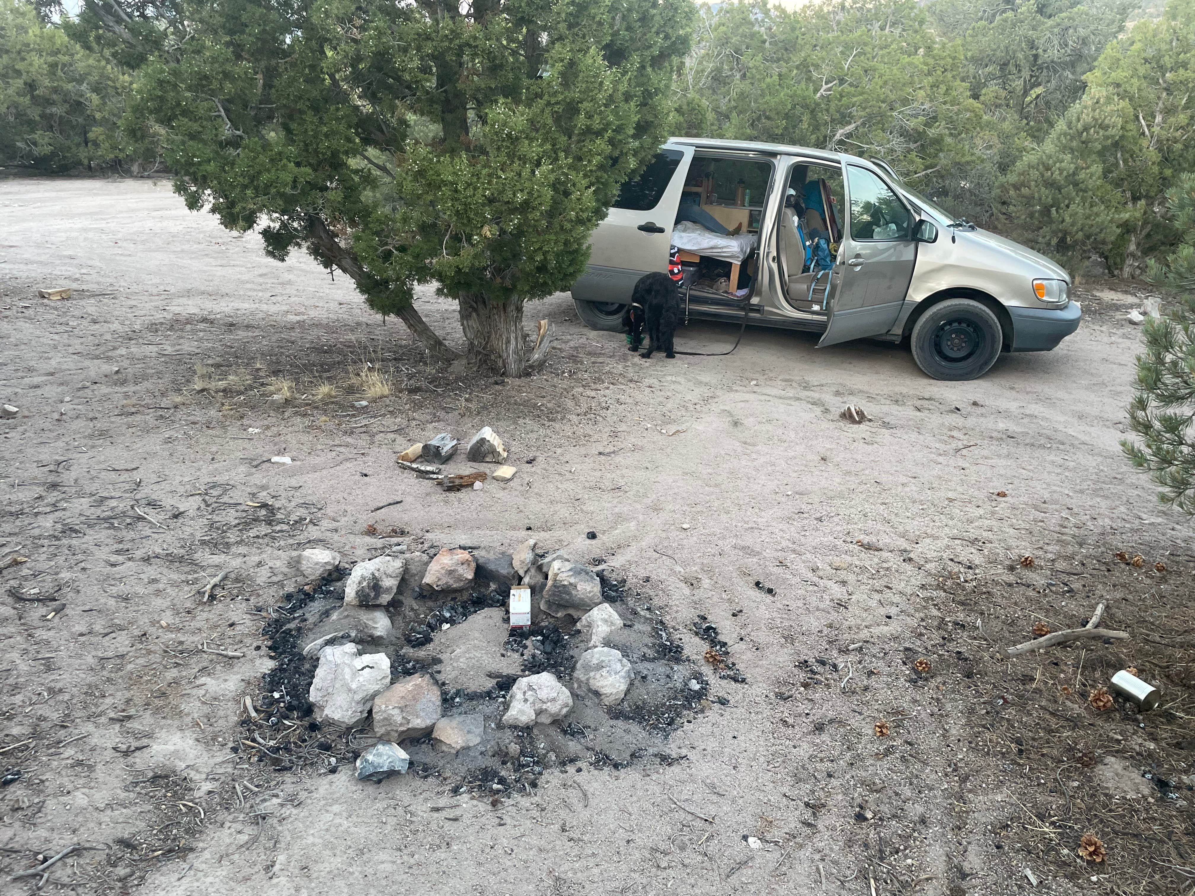 Truly W.'s photo of camping with pets at Garnet Hill Camp near Baker, NV