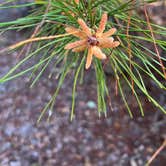 Review photo of Geneva Wilderness Area by Nathaniel D., January 3, 2026