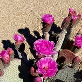 Review photo of Geology Tour Road Dispersed Camping — Joshua Tree National Park by Jennifer C., April 14, 2026