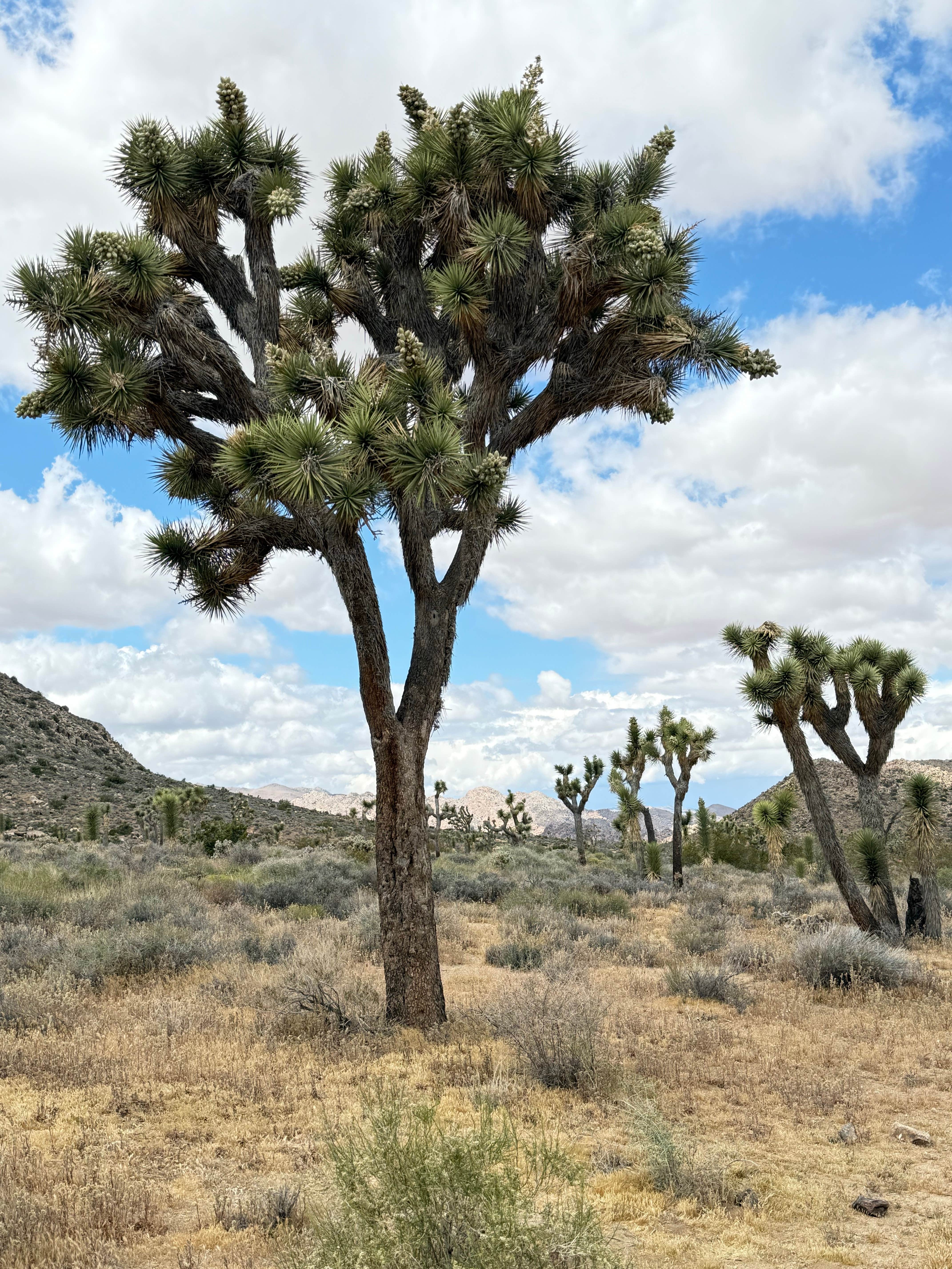 Camper-submitted photo at Geology Tour Road Dispersed Camping — Joshua Tree National Park near Thermal, CA