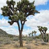 Review photo of Geology Tour Road Dispersed Camping — Joshua Tree National Park by Jennifer C., April 14, 2026