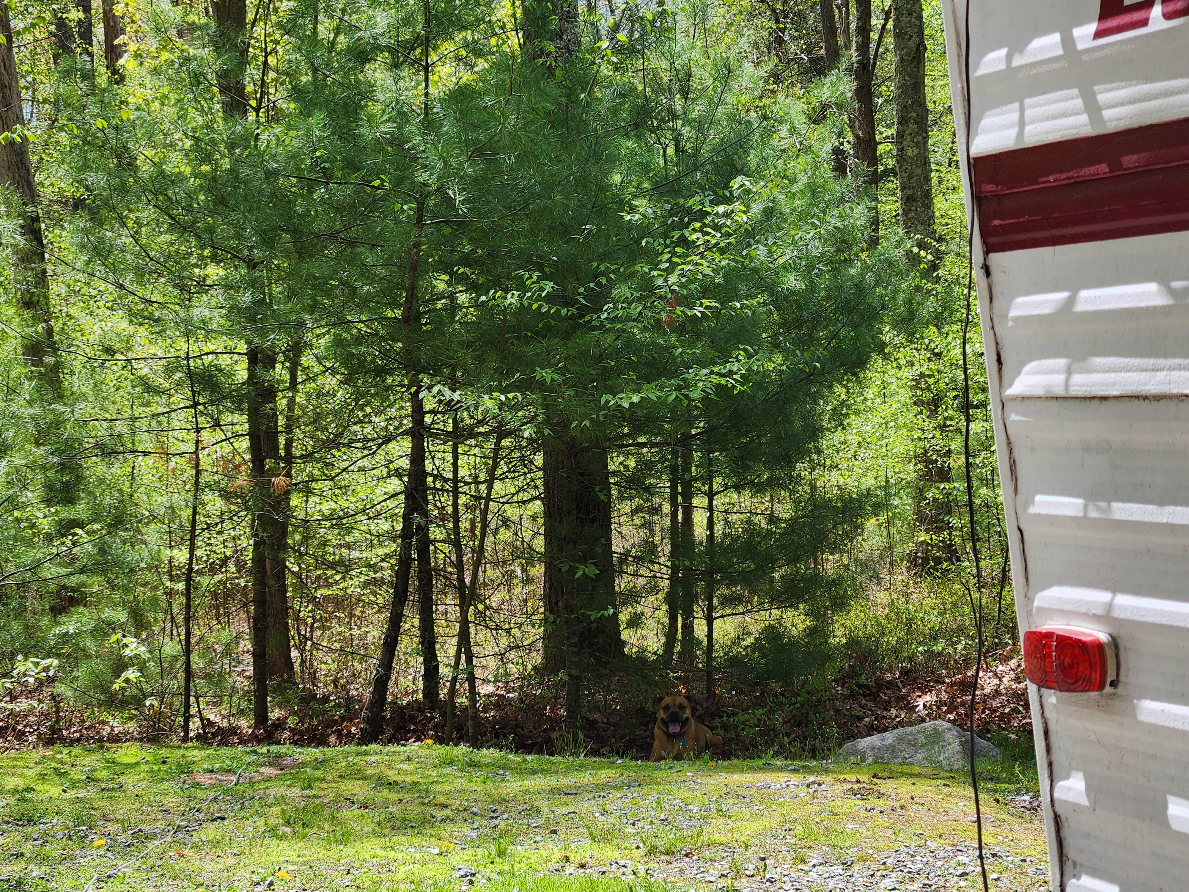 Sue B.'s photo of camping with pets at George Washington State Campground near Chepachet, RI