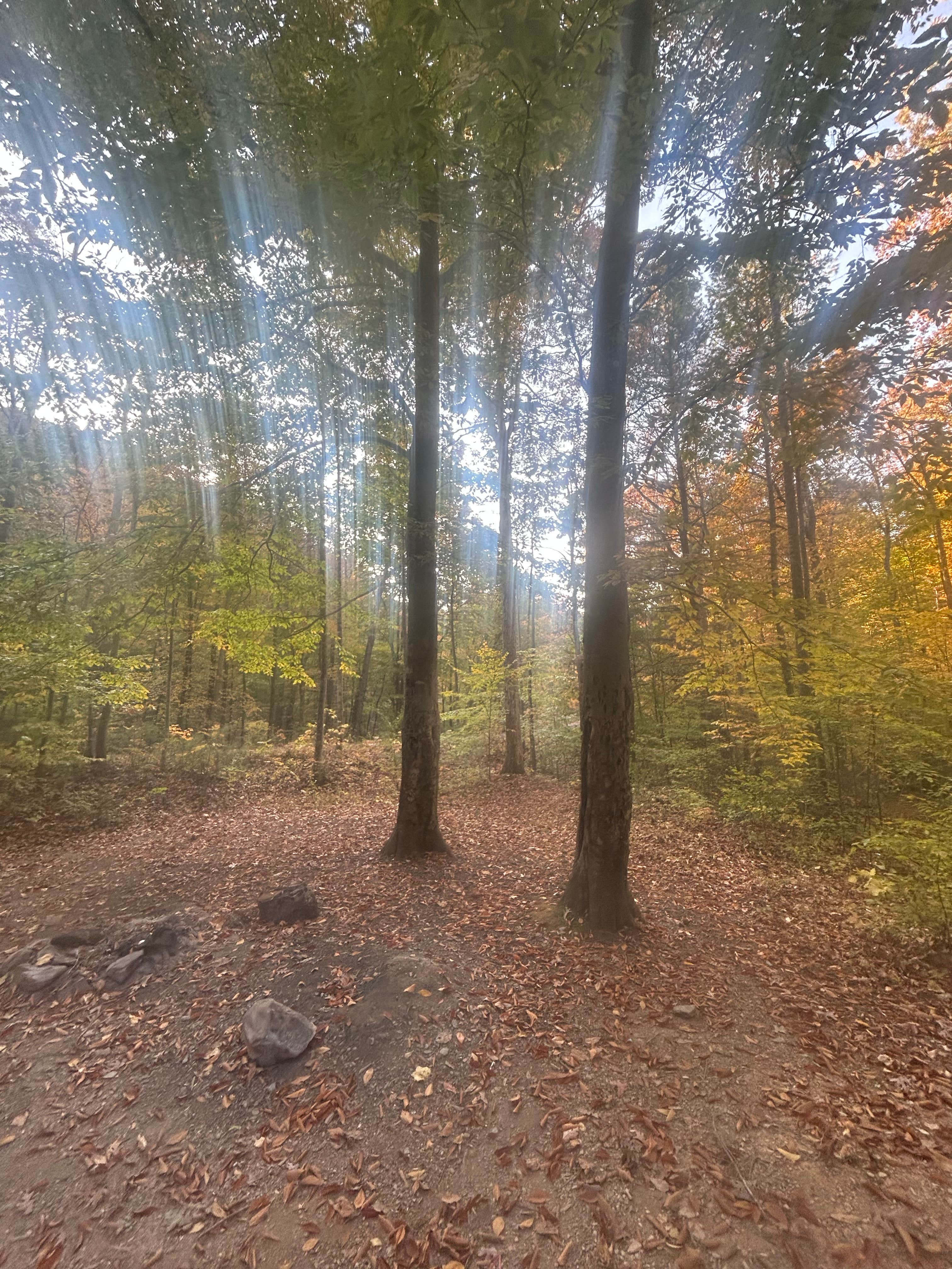 SJ W.'s photo of a dispersed camping area at George Washington National Forest off 812 near Buchanan, VA