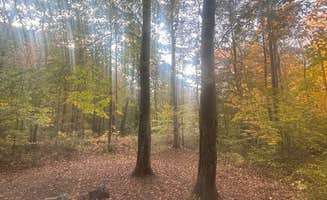 SJ W.'s photo of a dispersed camping area at George Washington National Forest off 812 near Daleville, VA