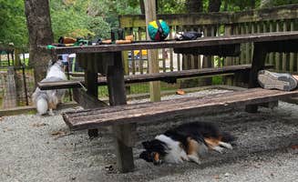 Mary D.'s photo of camping with pets at Amicalola Falls State Park Camping near Cumming, GA