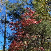 Review photo of Amicalola Falls State Park Camping by pamela P., October 24, 2025
