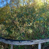 Review photo of Amicalola Falls State Park Camping by TIMOTHY O., October 22, 2025