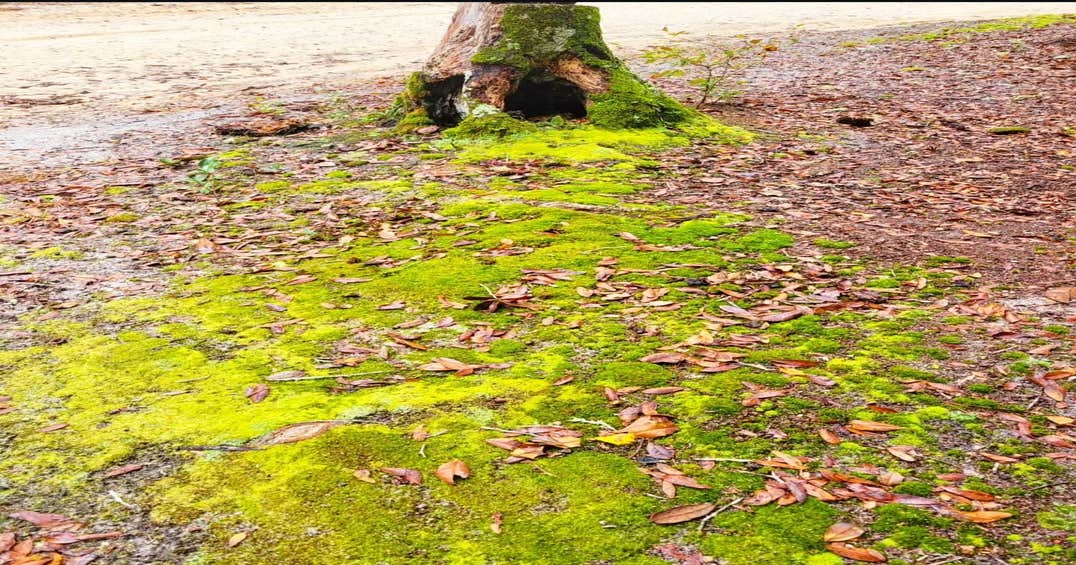 Camper-Submitted Photos of Barrington County Park - TEMPORARILY CLOSED