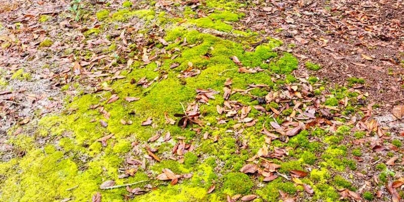 Camper submitted image from Barrington County Park - TEMPORARILY CLOSED