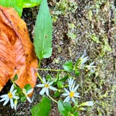 Review photo of Black Rock Mountain State Park Campground by Michael T., September 7, 2024