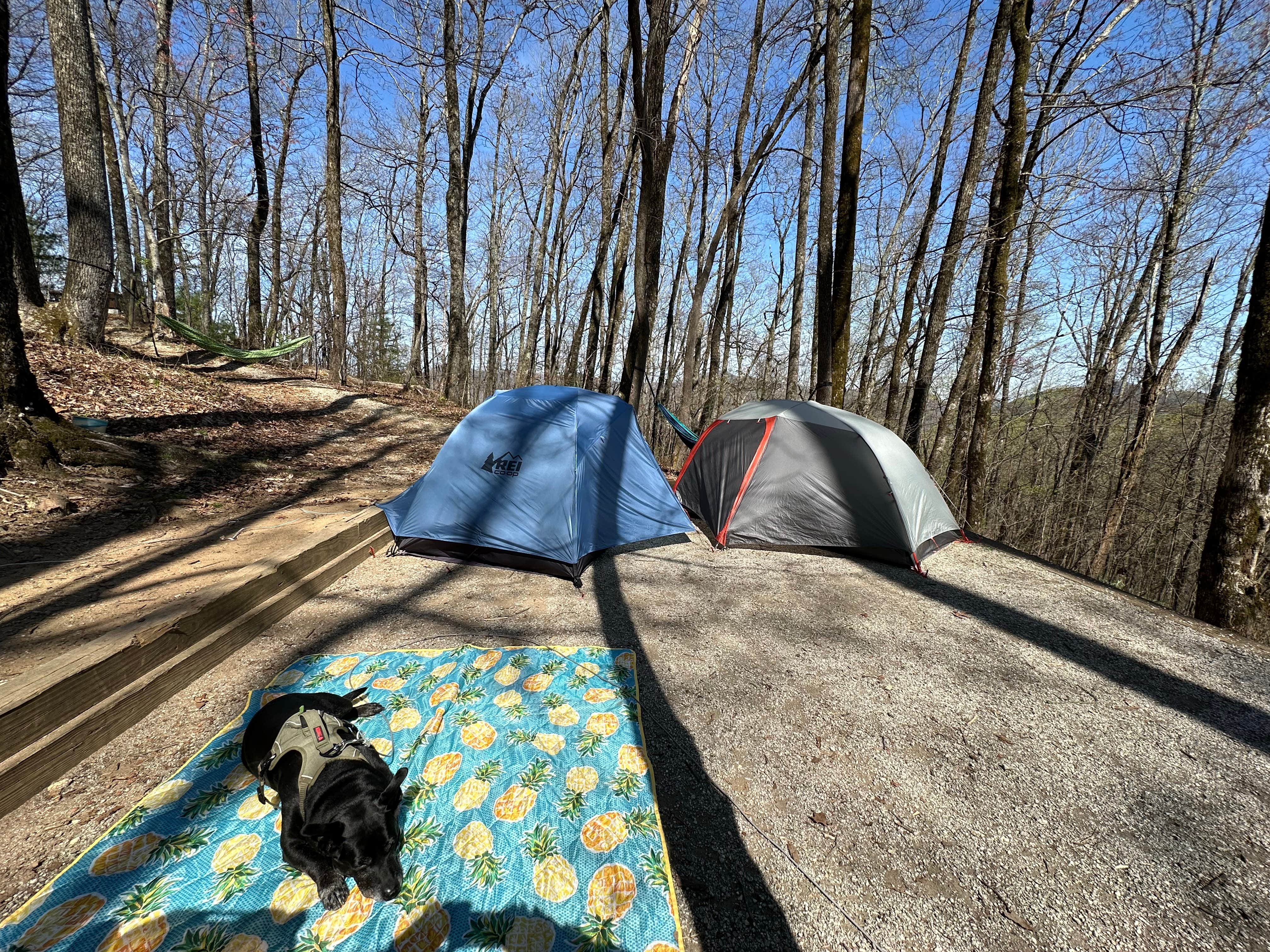 Hanna P.'s photo of camping with pets at Black Rock Mountain State Park Campground near Helen, GA