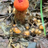 Review photo of Black Rock Mountain State Park Campground by Michael T., September 7, 2024