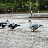 Review photo of Blythe Island Regional Park by Laurie H., March 28, 2024