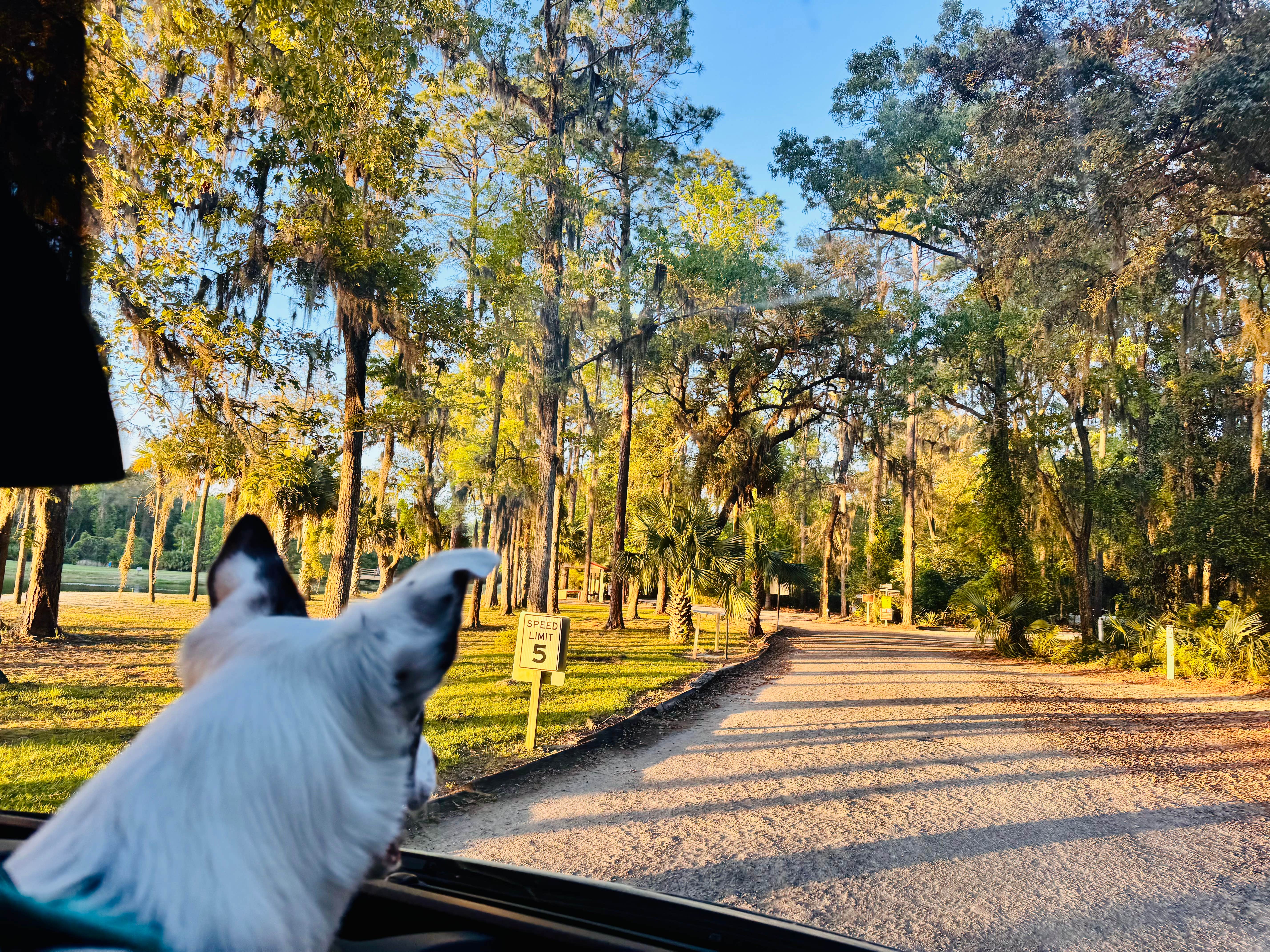 Sydney P.'s photo of camping with pets at Blythe Island Regional Park near Sapelo Island, GA