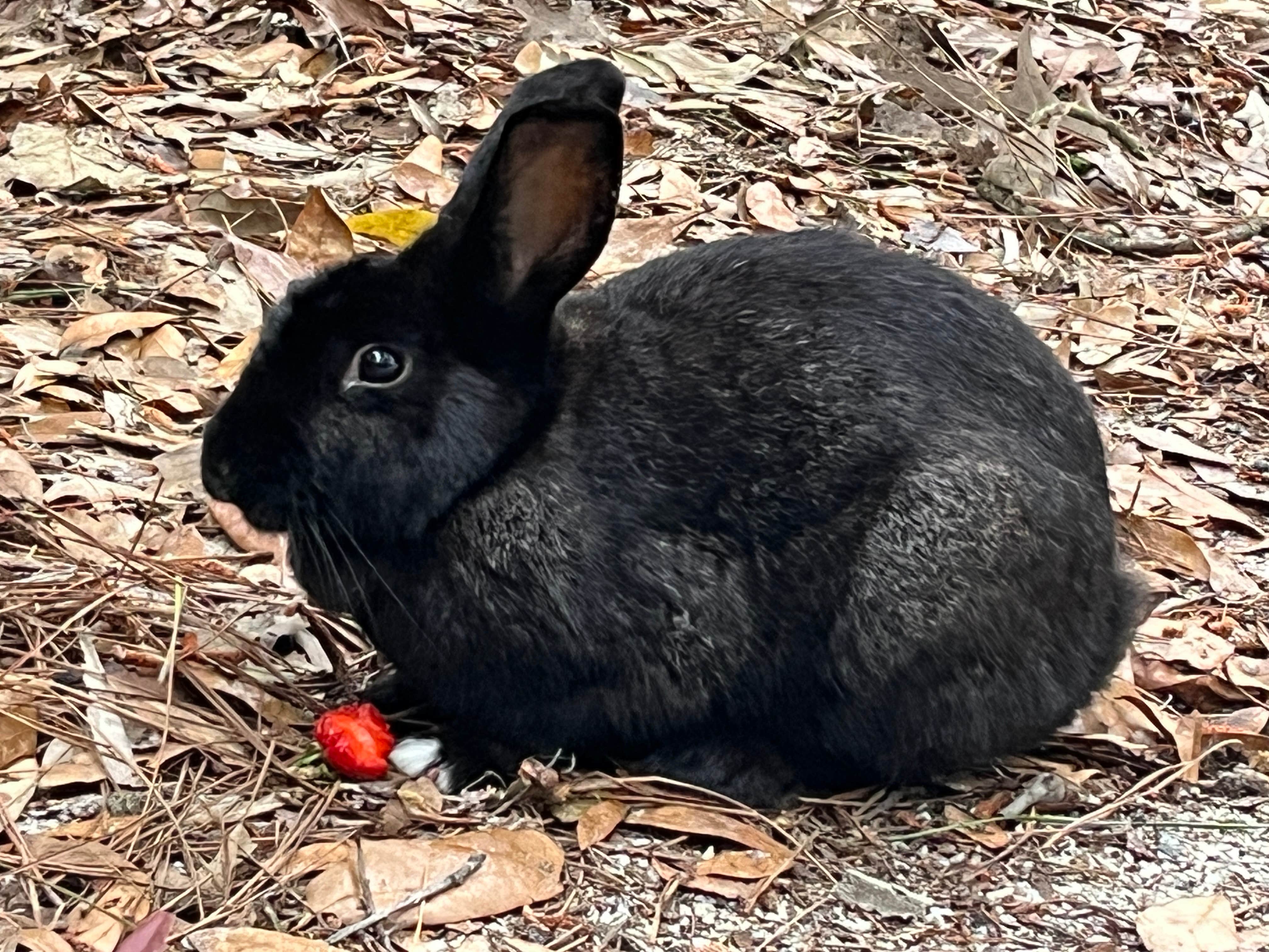 Laurie H.'s photo of camping with pets at Blythe Island Regional Park near Brunswick, GA
