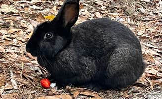 Laurie H.'s photo of camping with pets at Blythe Island Regional Park near Waycross, GA