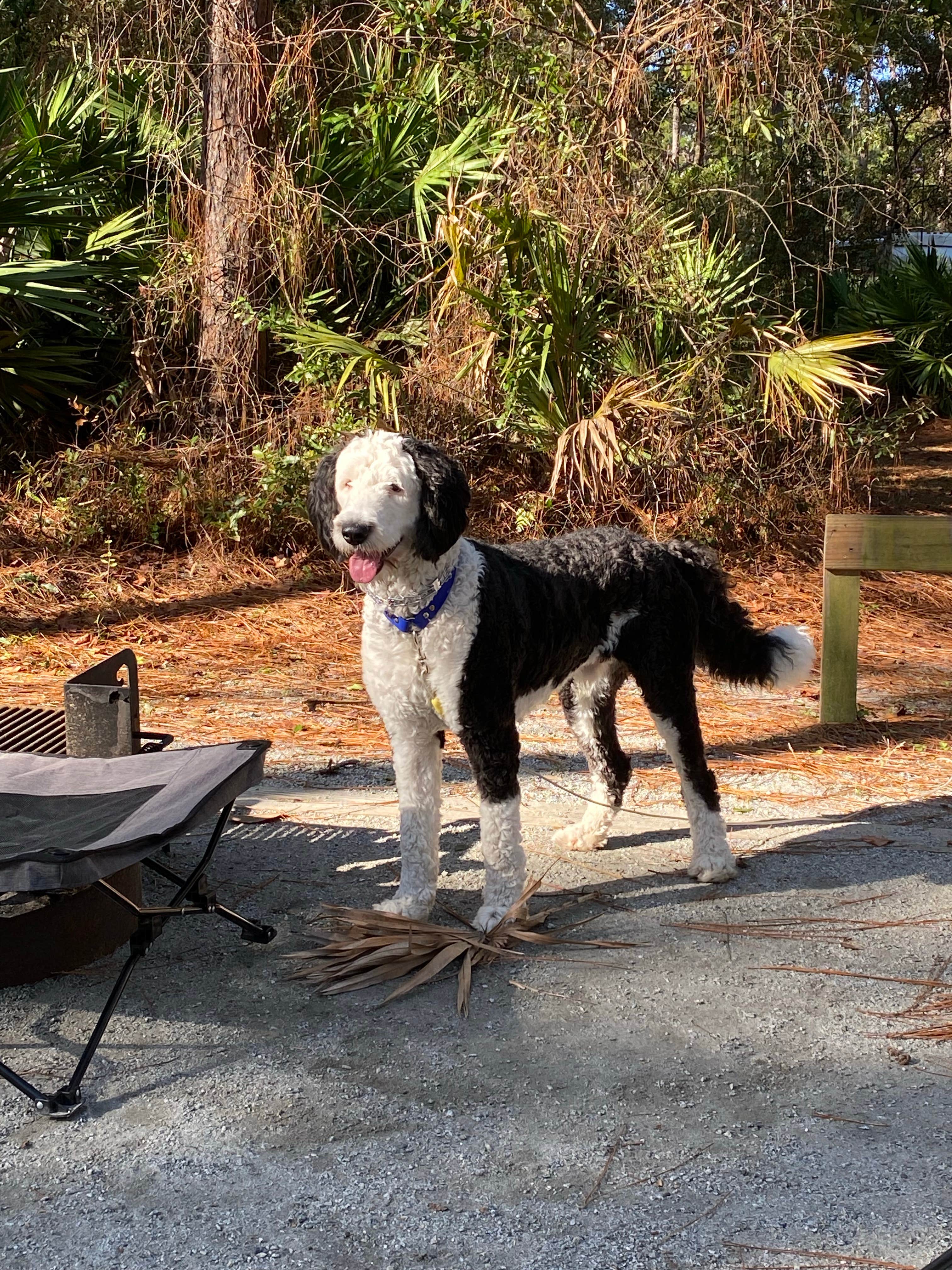 Amanda W.'s photo of camping with pets at Crooked River State Park Campground near Fernandina Beach, FL