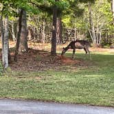 Review photo of Don Carter State Park Campground by Name , April 24, 2025