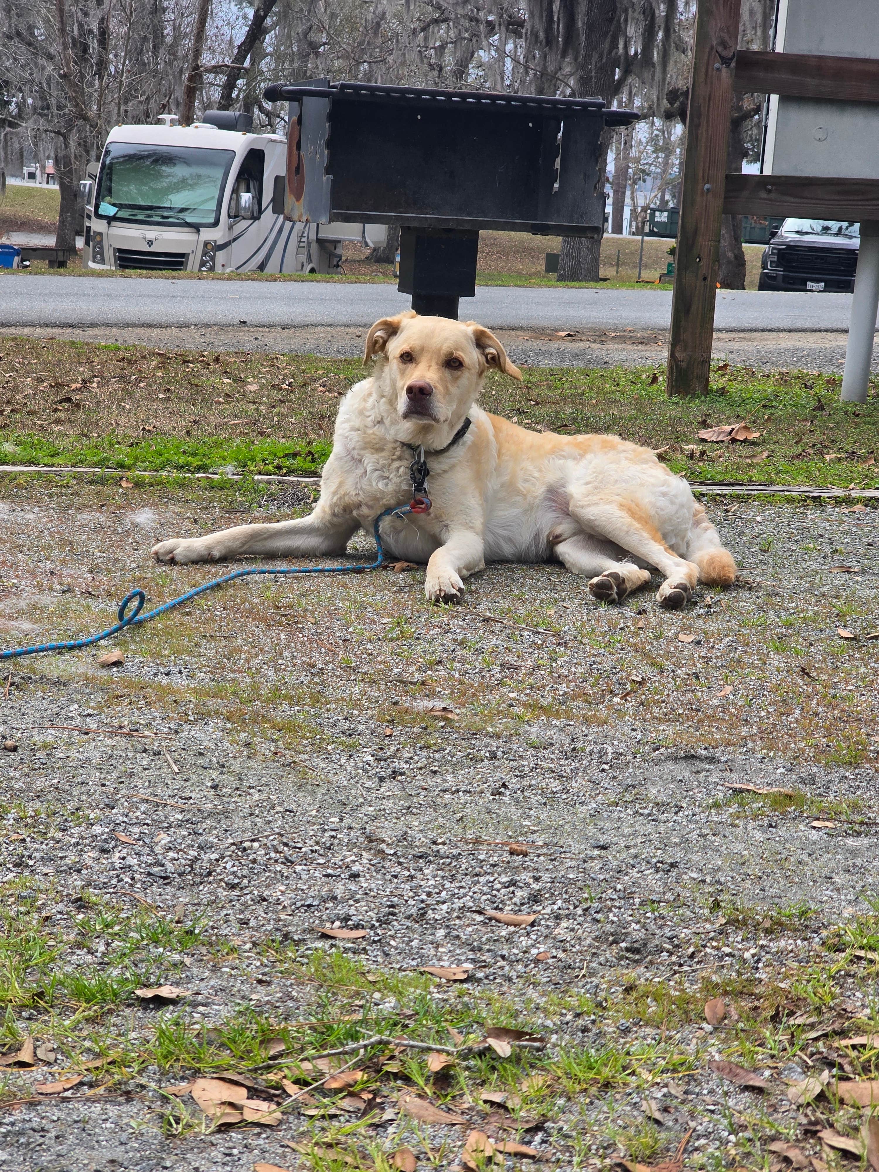 Trish T.'s photo of camping with pets at Eastbank near Brinson, GA