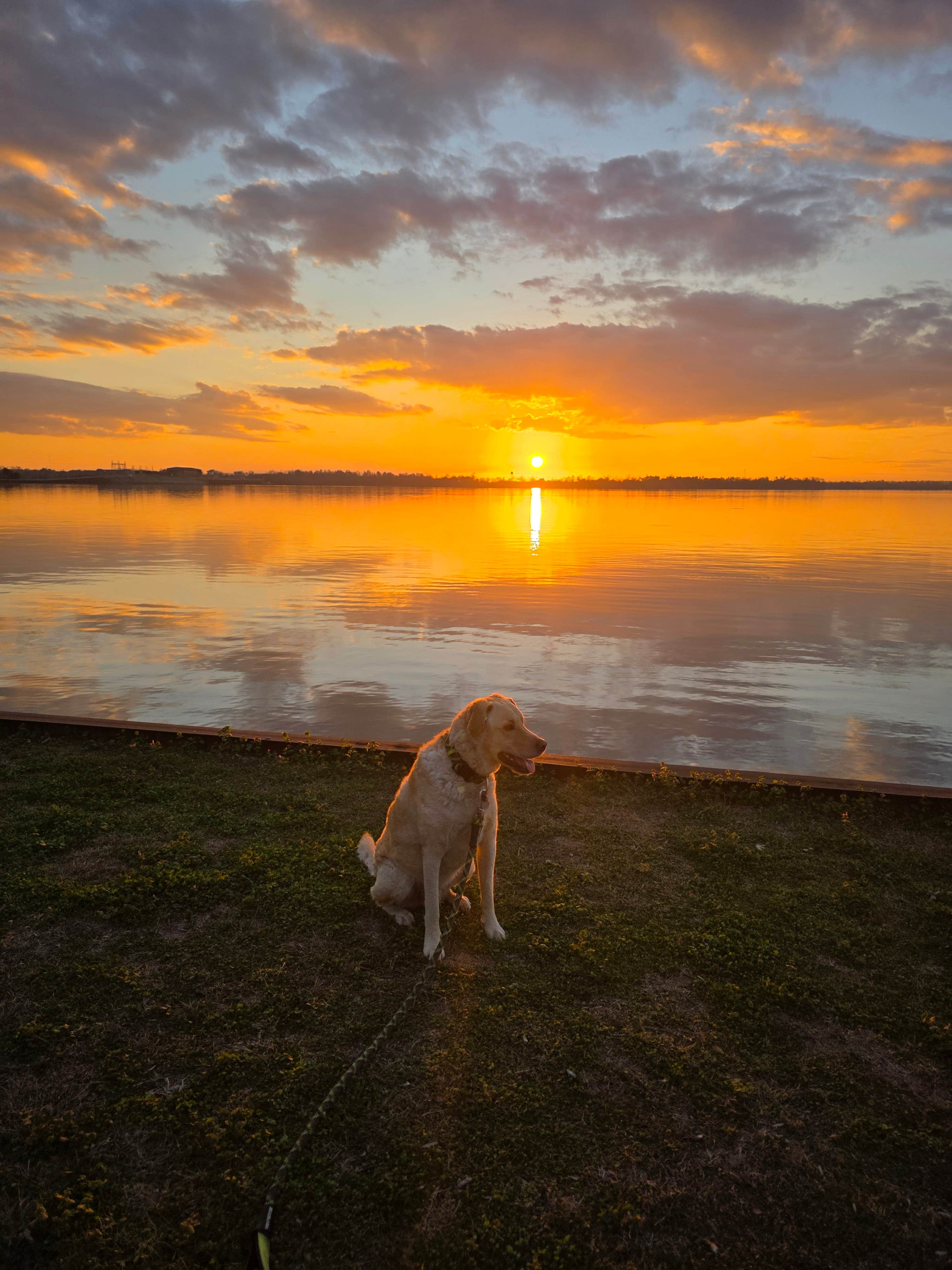Trish T.'s photo of camping with pets at Eastbank near Tallahassee, FL