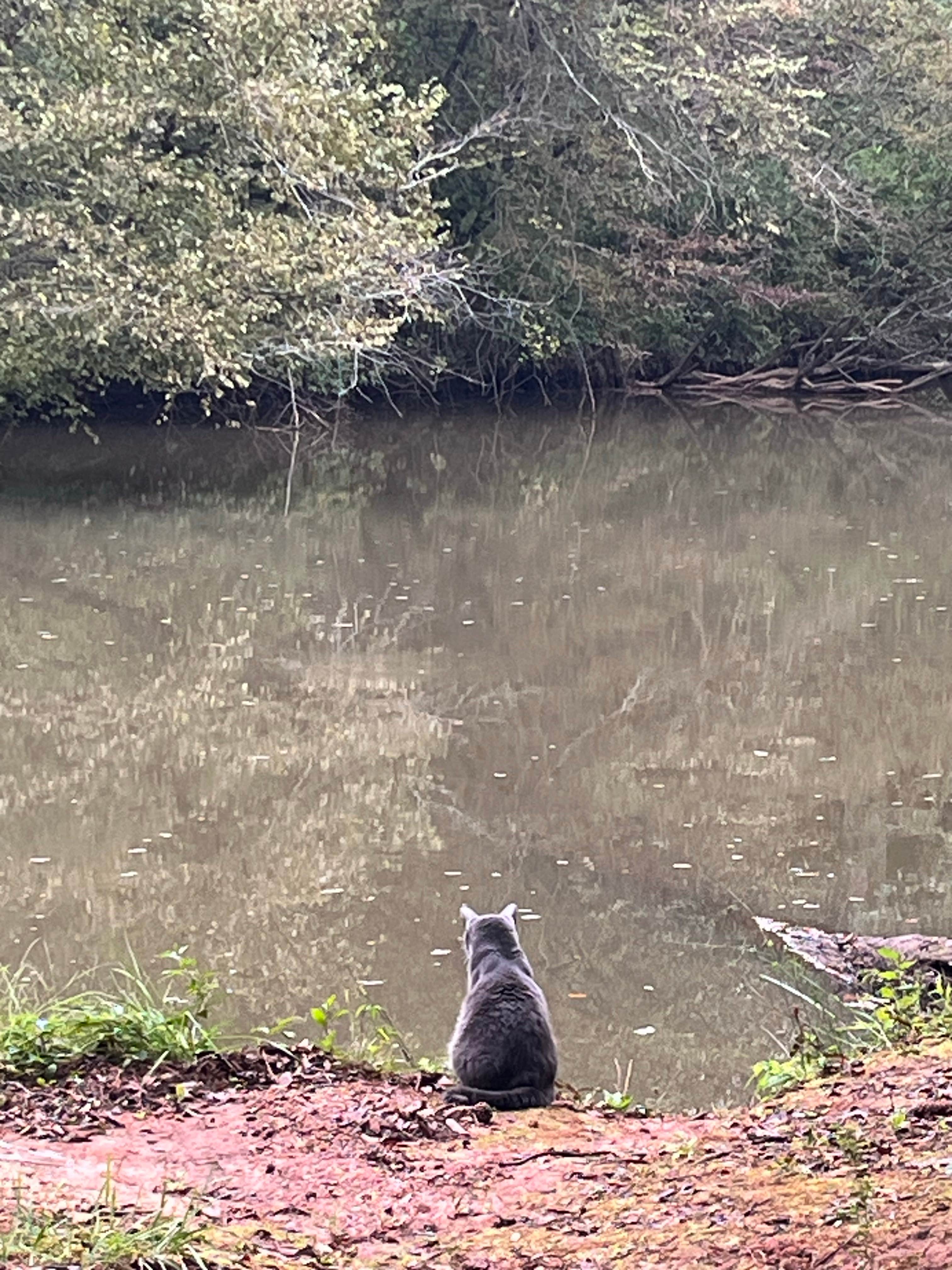 Nicolle's photo of camping with pets at Newton Factory Shoals Rec Area near Lovejoy, GA