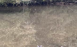 Nicolle's photo of camping with pets at Newton Factory Shoals Rec Area near Conley, GA