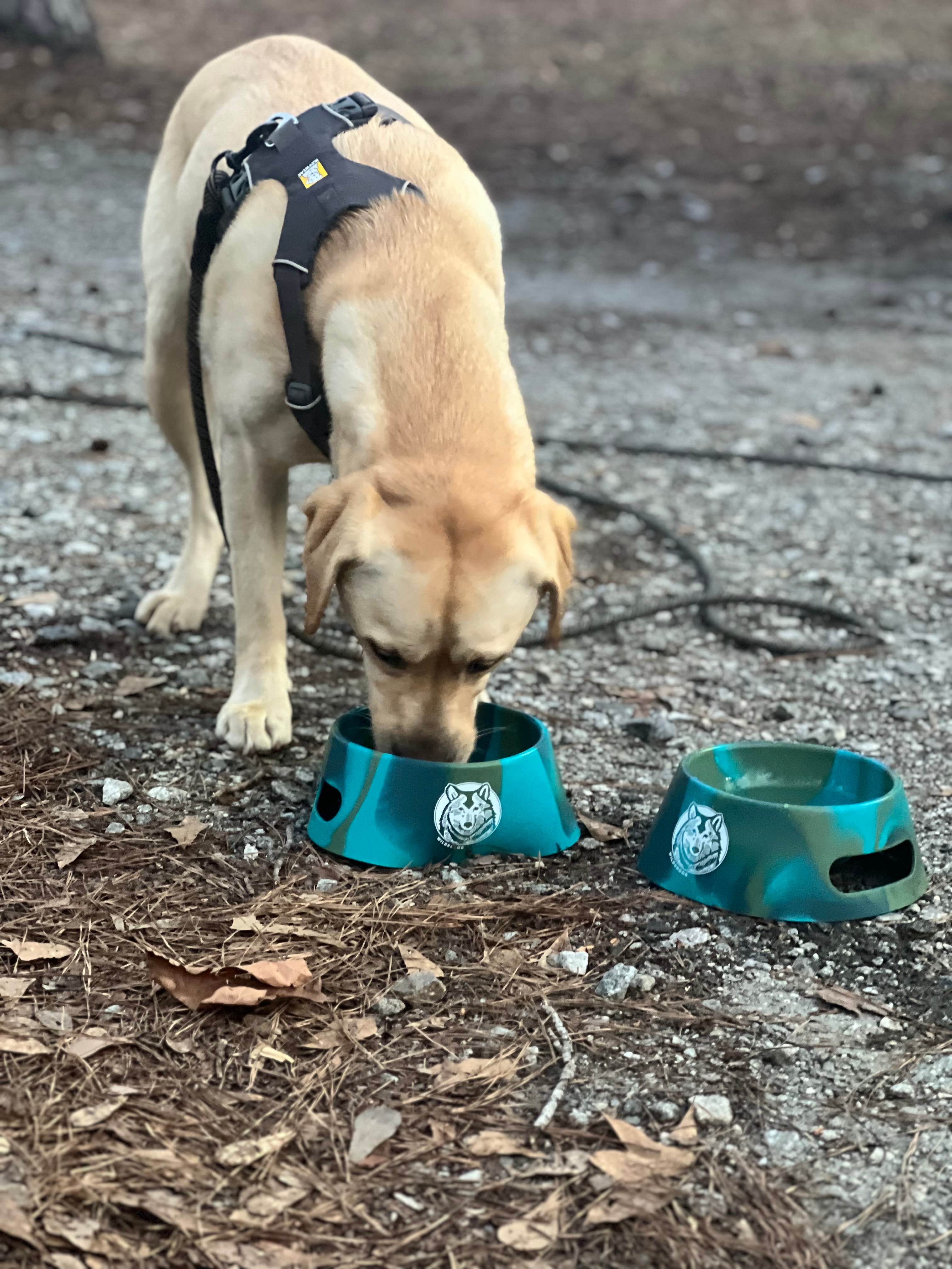 Jennifer N.'s photo of camping with pets at Florence Marina State Park Campground near Phenix City, AL