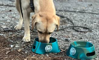 Jennifer N.'s photo of camping with pets at Florence Marina State Park Campground near Columbus, GA