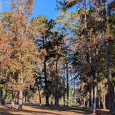 Review photo of Florence Marina State Park Campground by Shea D., November 14, 2025