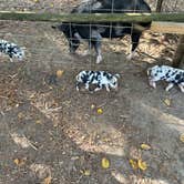 Review photo of General Coffee State Park Campground by Lisa M., September 23, 2025
