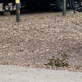 Review photo of Jekyll Island Campground by Nik J., October 19, 2025