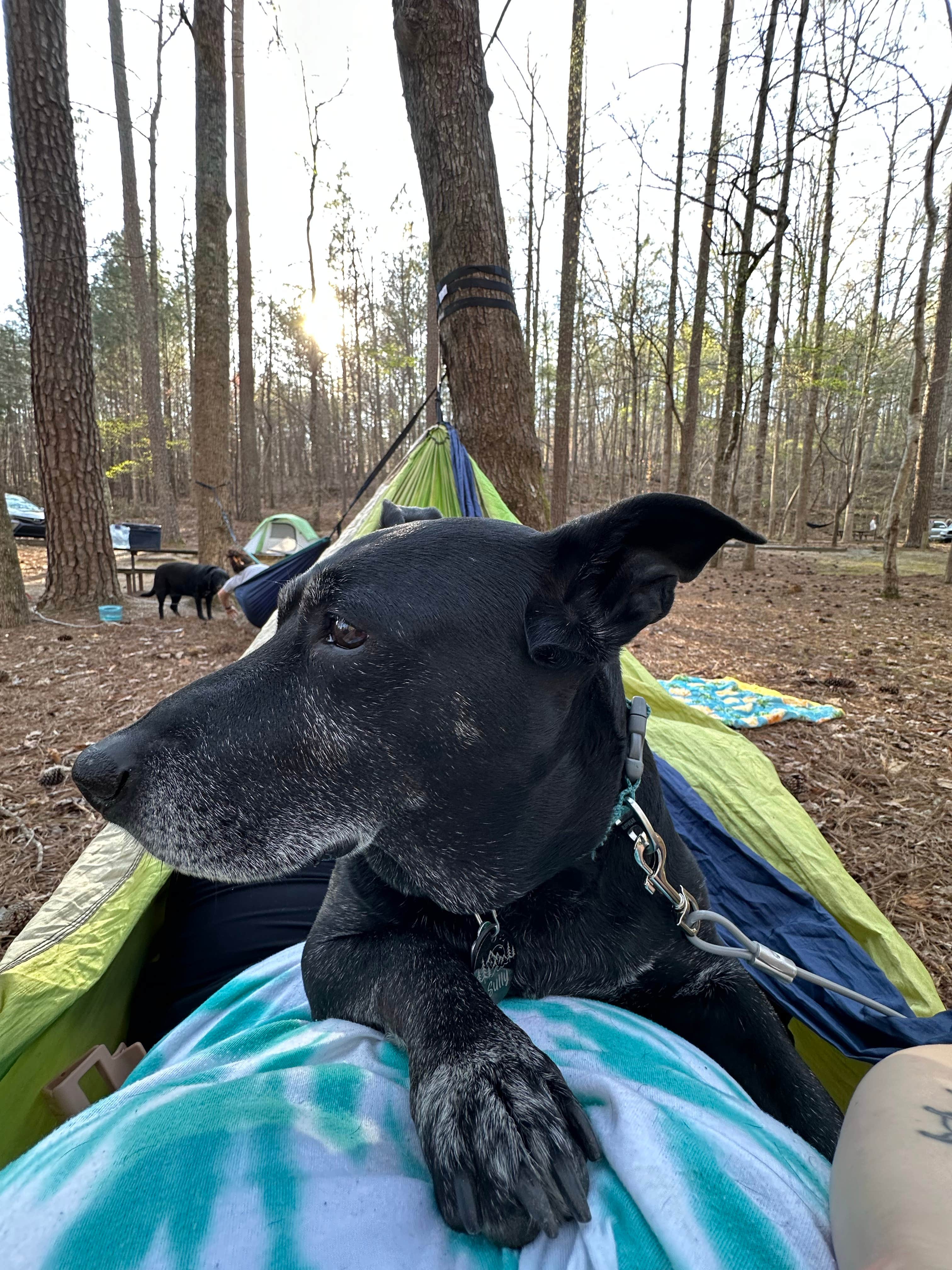Hanna P.'s photo of camping with pets at Lake Russell Recreation Area near Lavonia, GA