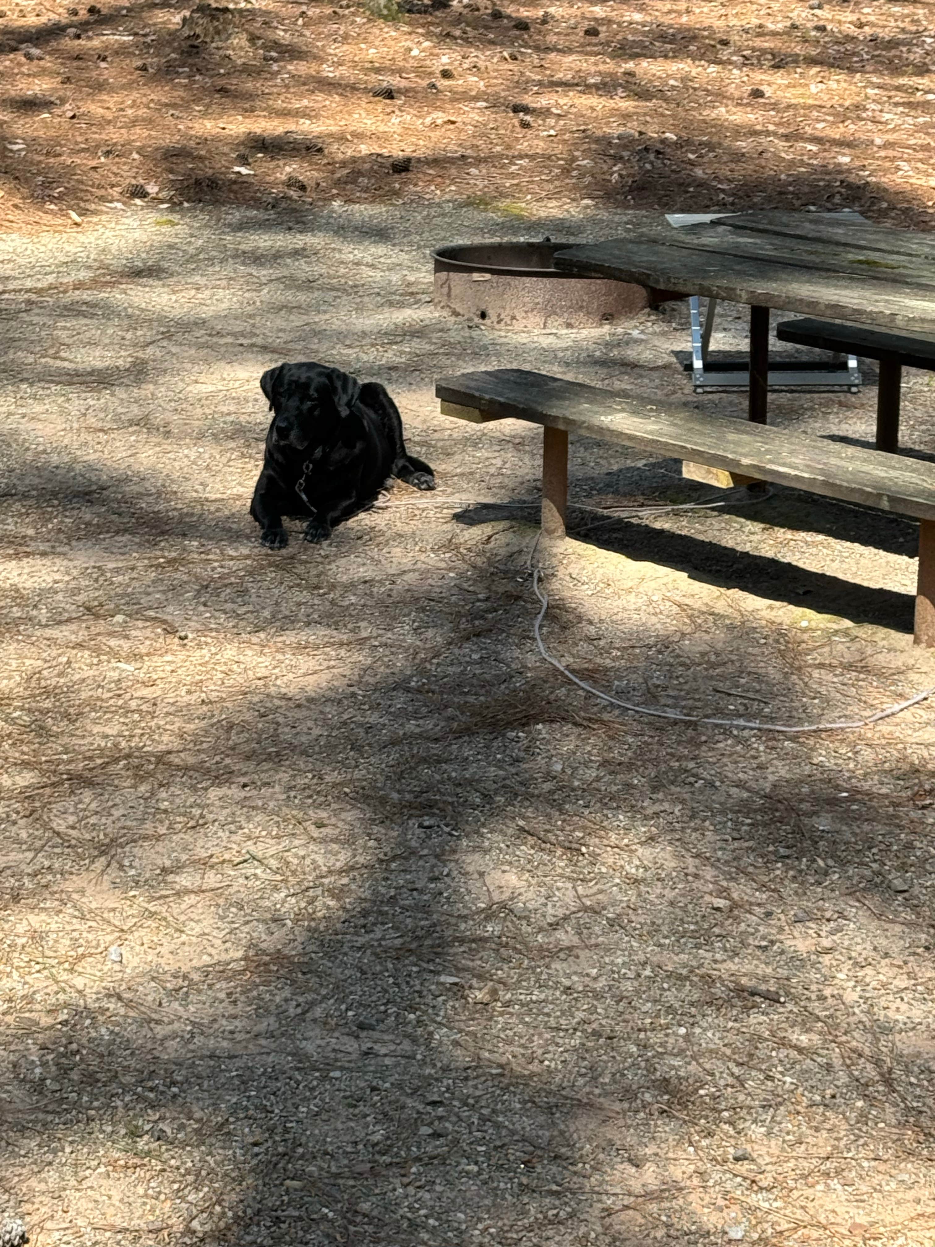 Elizabeth G.'s photo of camping with pets at Lake Russell Recreation Area near Royston, GA