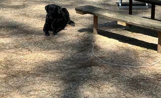 Elizabeth G.'s photo of camping with pets at Lake Russell Recreation Area near Royston, GA