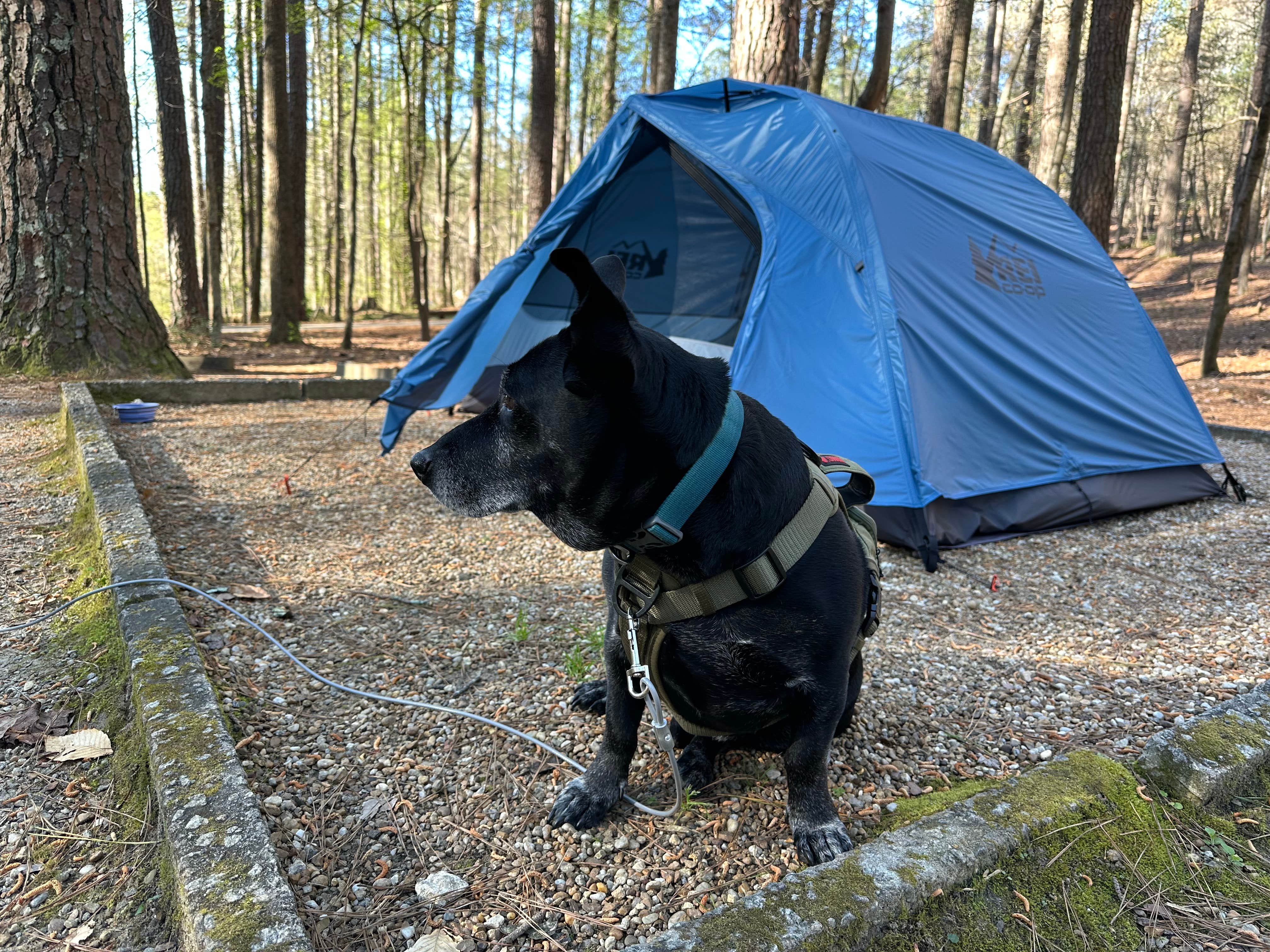 Hanna P.'s photo of camping with pets at Lake Russell Recreation Area near Lavonia, GA